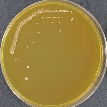 Bifidobacterium longum subsp. suis-BNCC