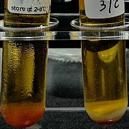 Bifidobacterium thermophilum-BNCC