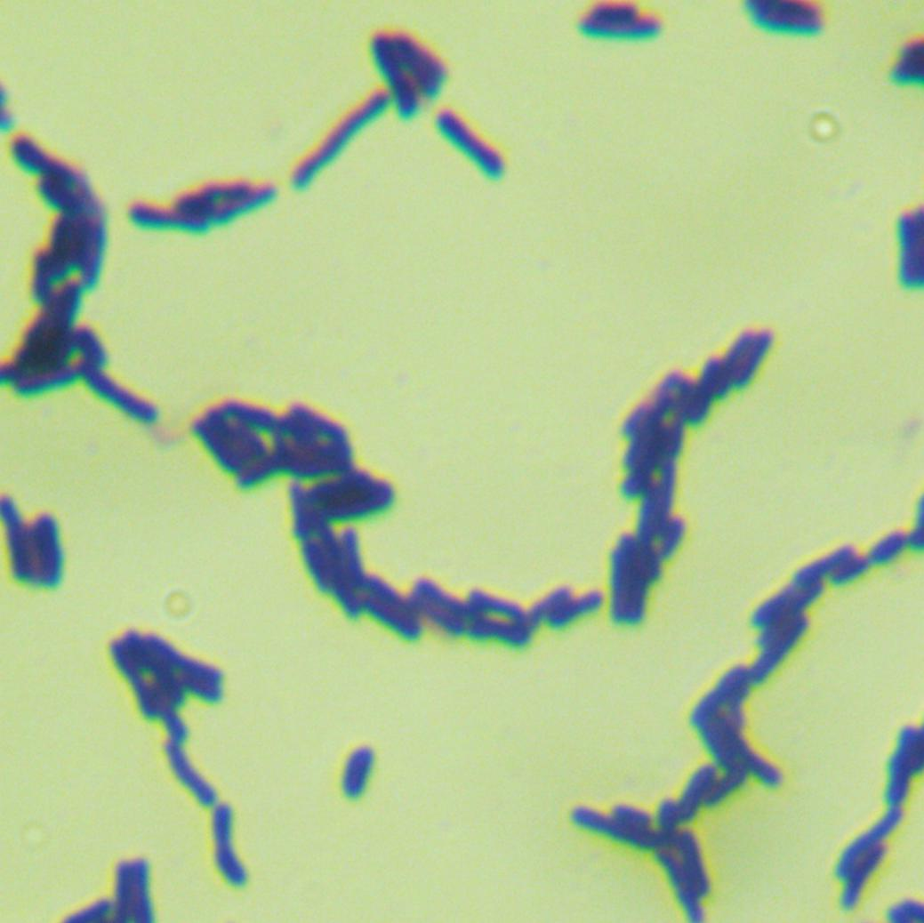 Bifidobacterium thermophilum-BNCC