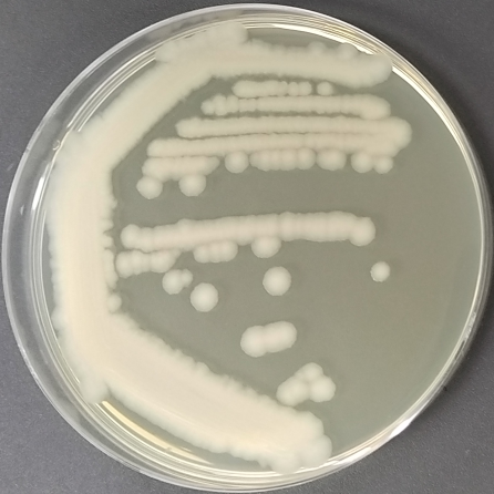 Bacillus cereus-BNCC