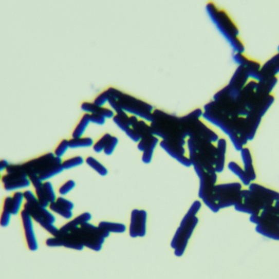 Bacillus cereus-BNCC