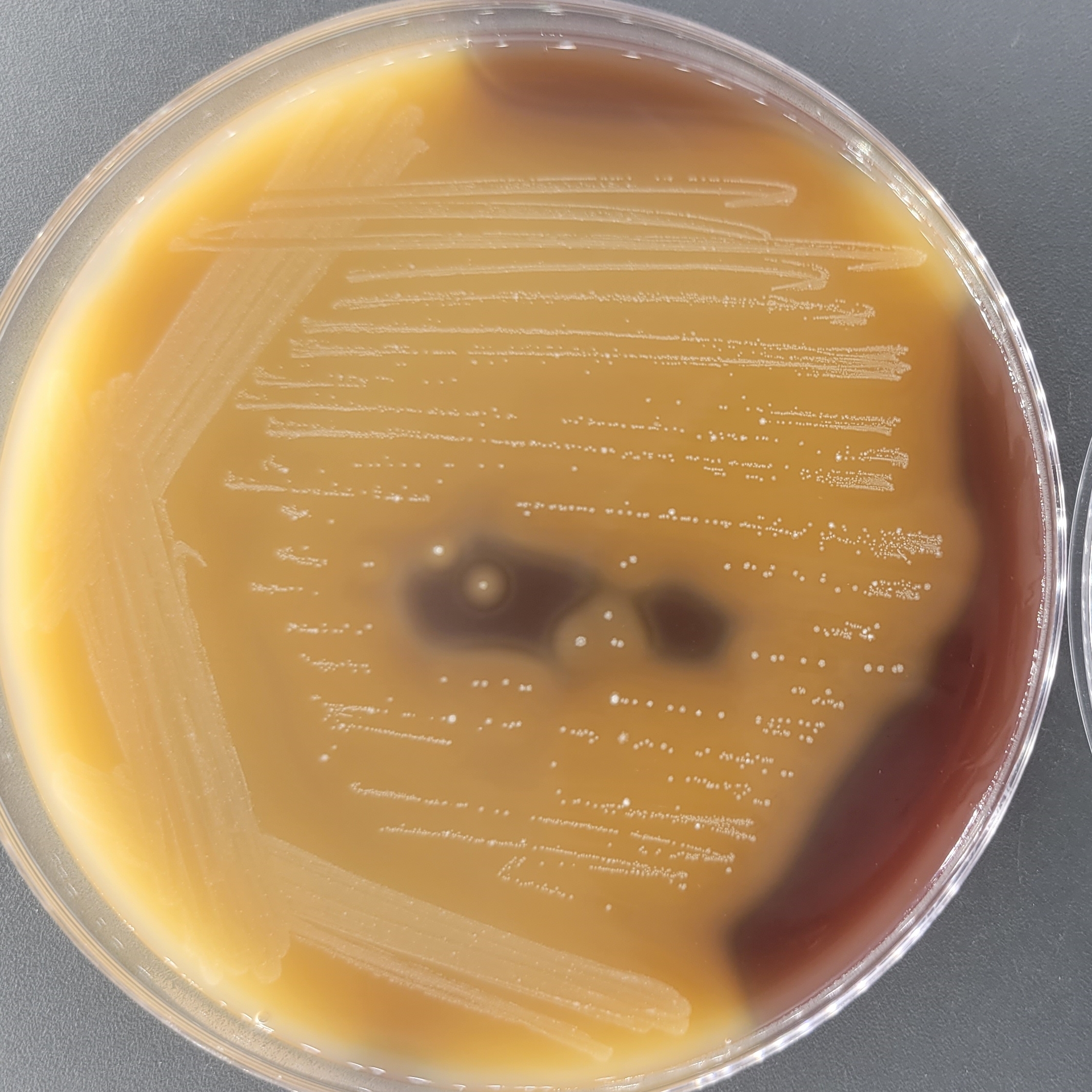 Streptococcus genus-BNCC