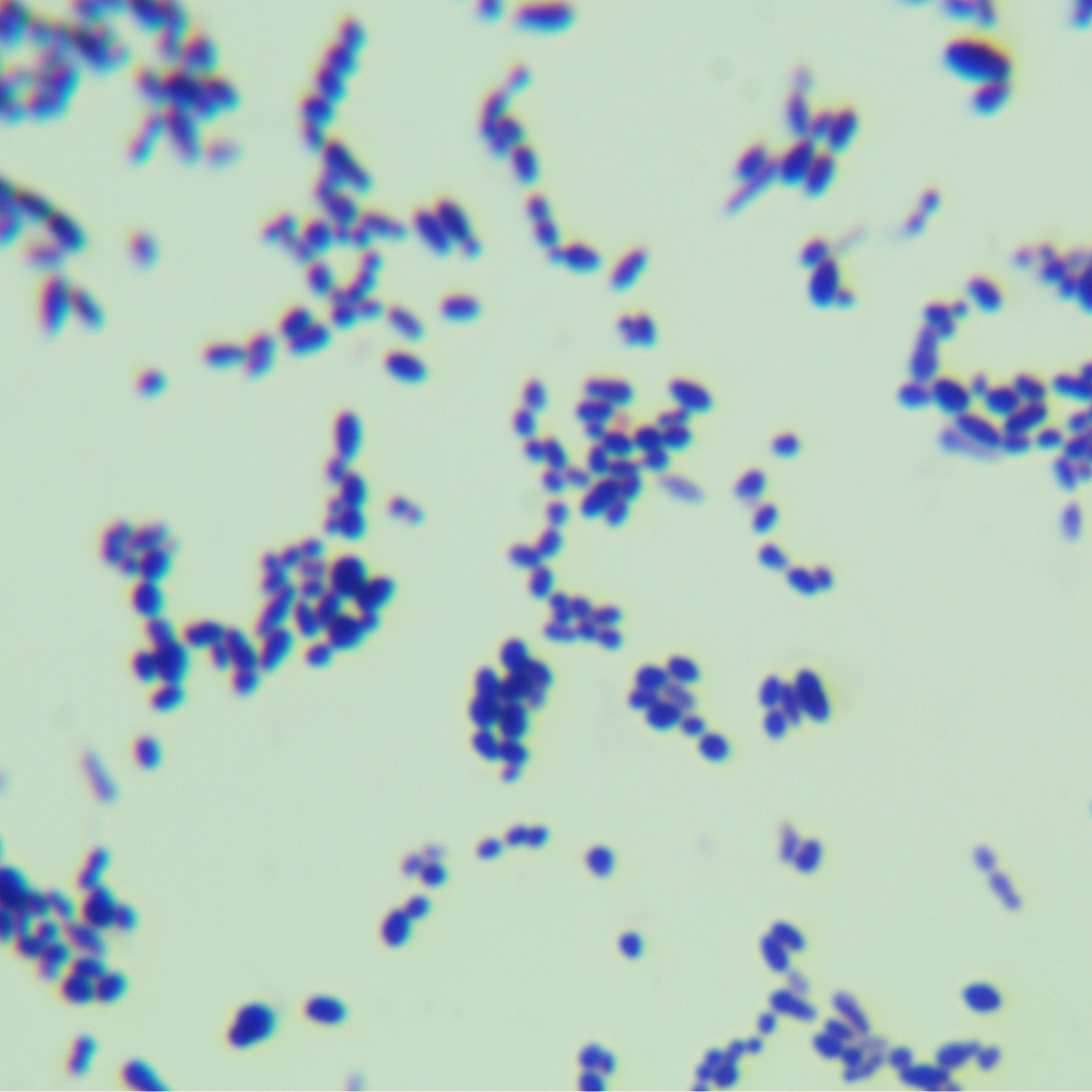 Streptococcus genus-BNCC