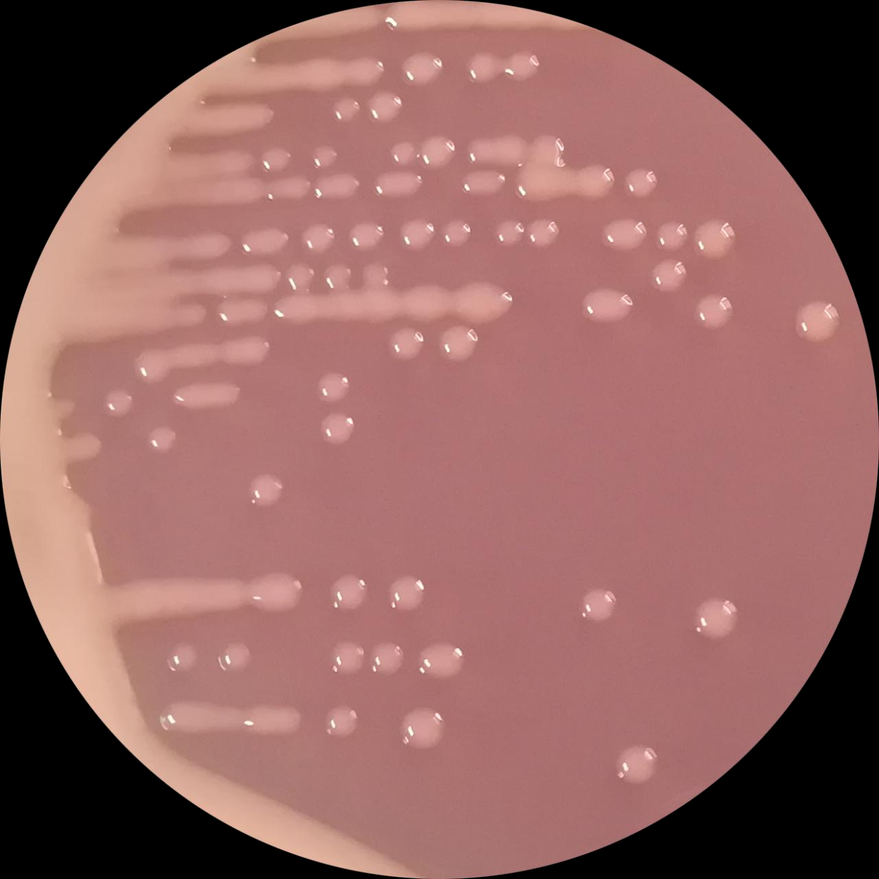 Chickpea rhizobia-BNCC