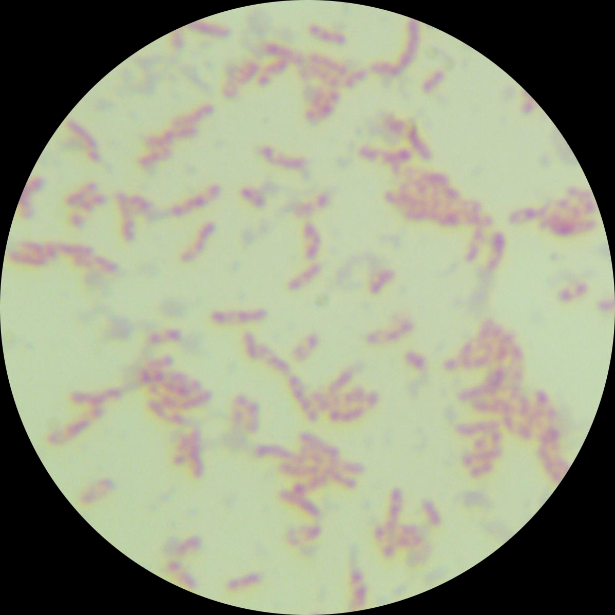 Chickpea rhizobia-BNCC