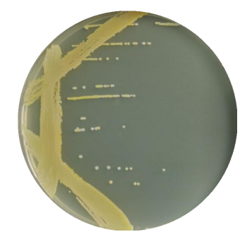 Nasda Shortwave Bacillus-BNCC