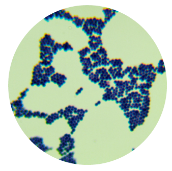 Nasda Shortwave Bacillus-BNCC