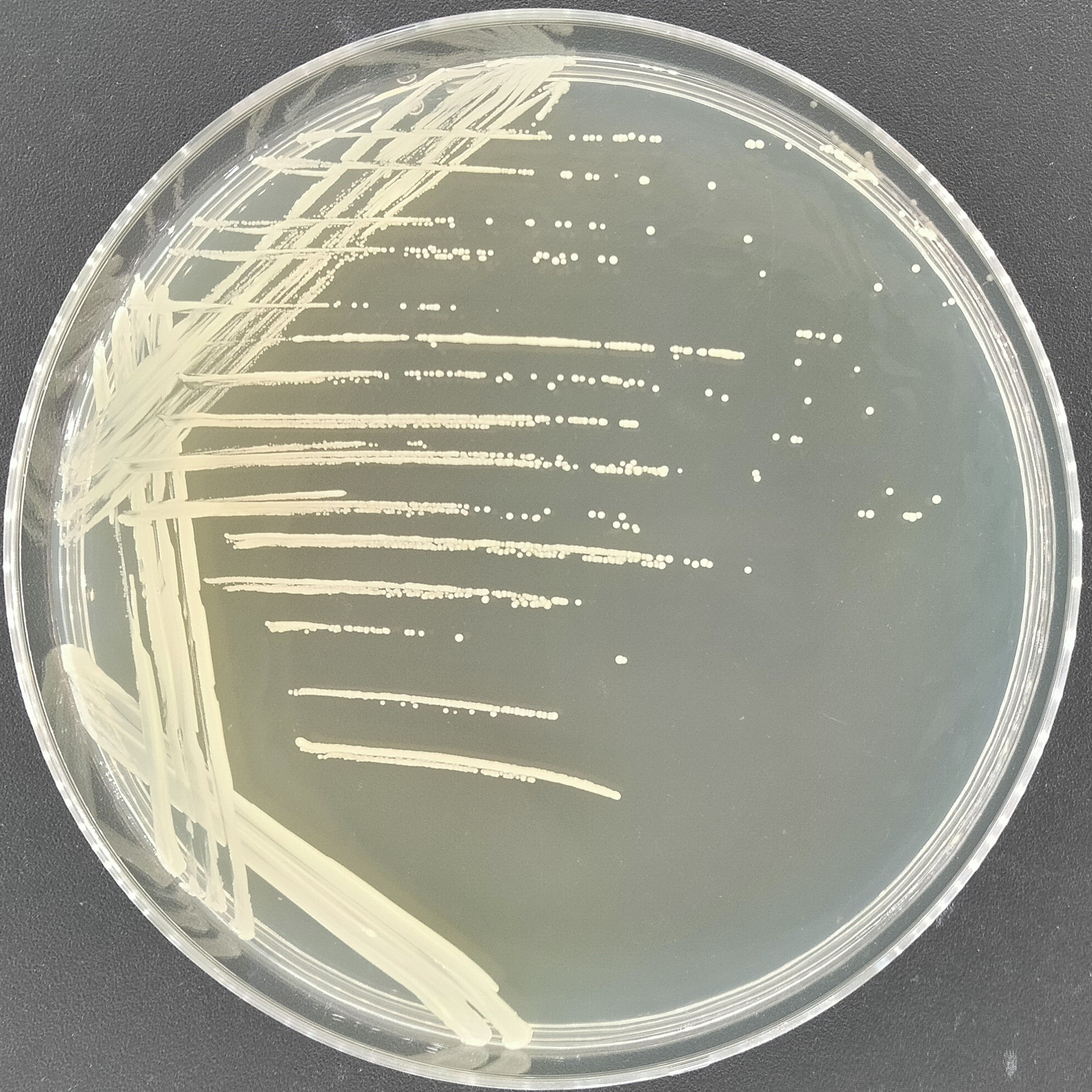 Staphylococcus epidermidis-BNCC