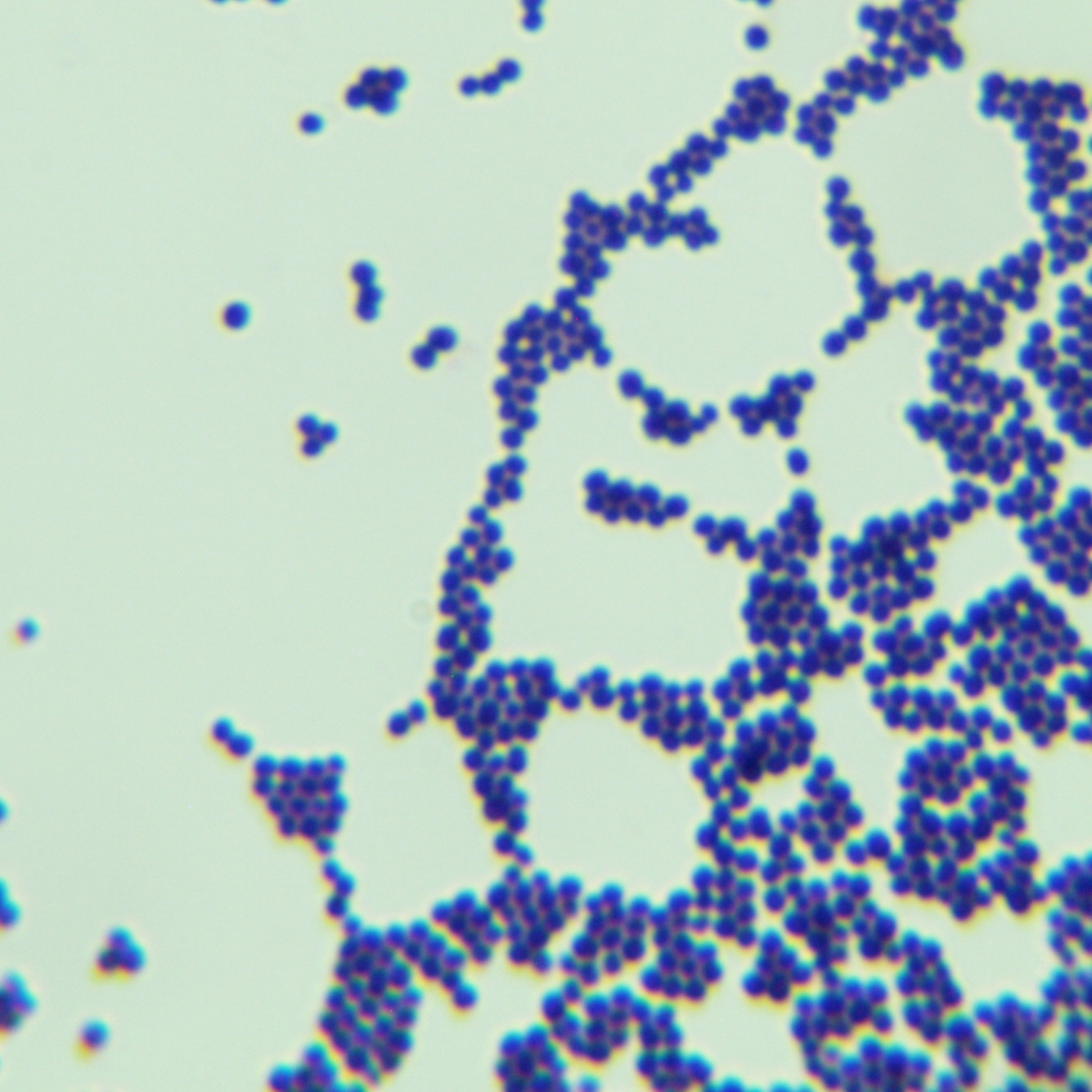 Staphylococcus epidermidis-BNCC