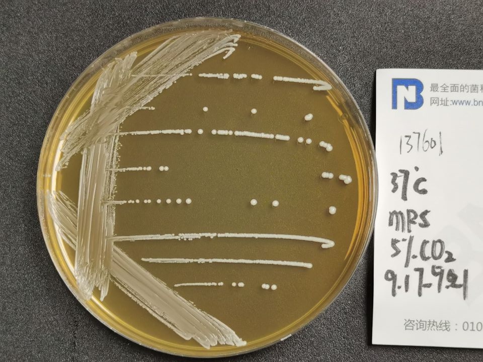 Lactobacillus-BNCC