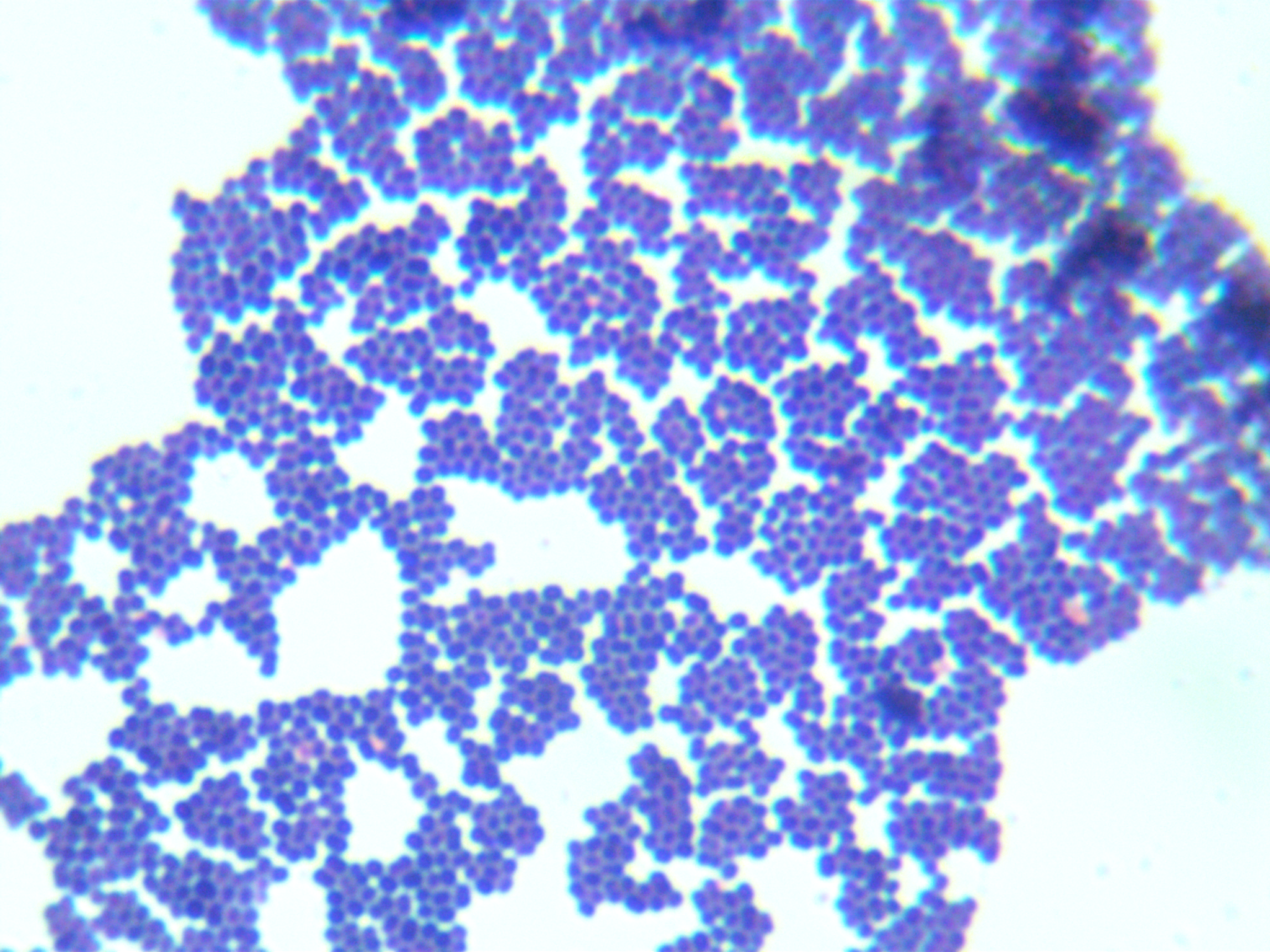 Lactobacillus-BNCC