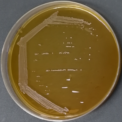 Lactobacillus bulgaricus var. bulgaricus-BNCC