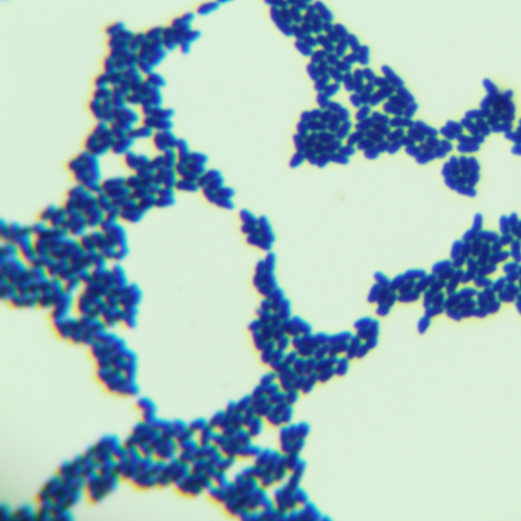 Lactobacillus bulgaricus var. bulgaricus-BNCC
