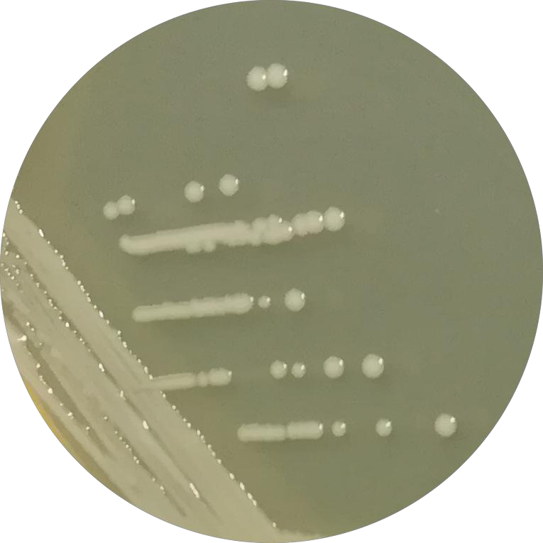 Coccus bacillus-BNCC