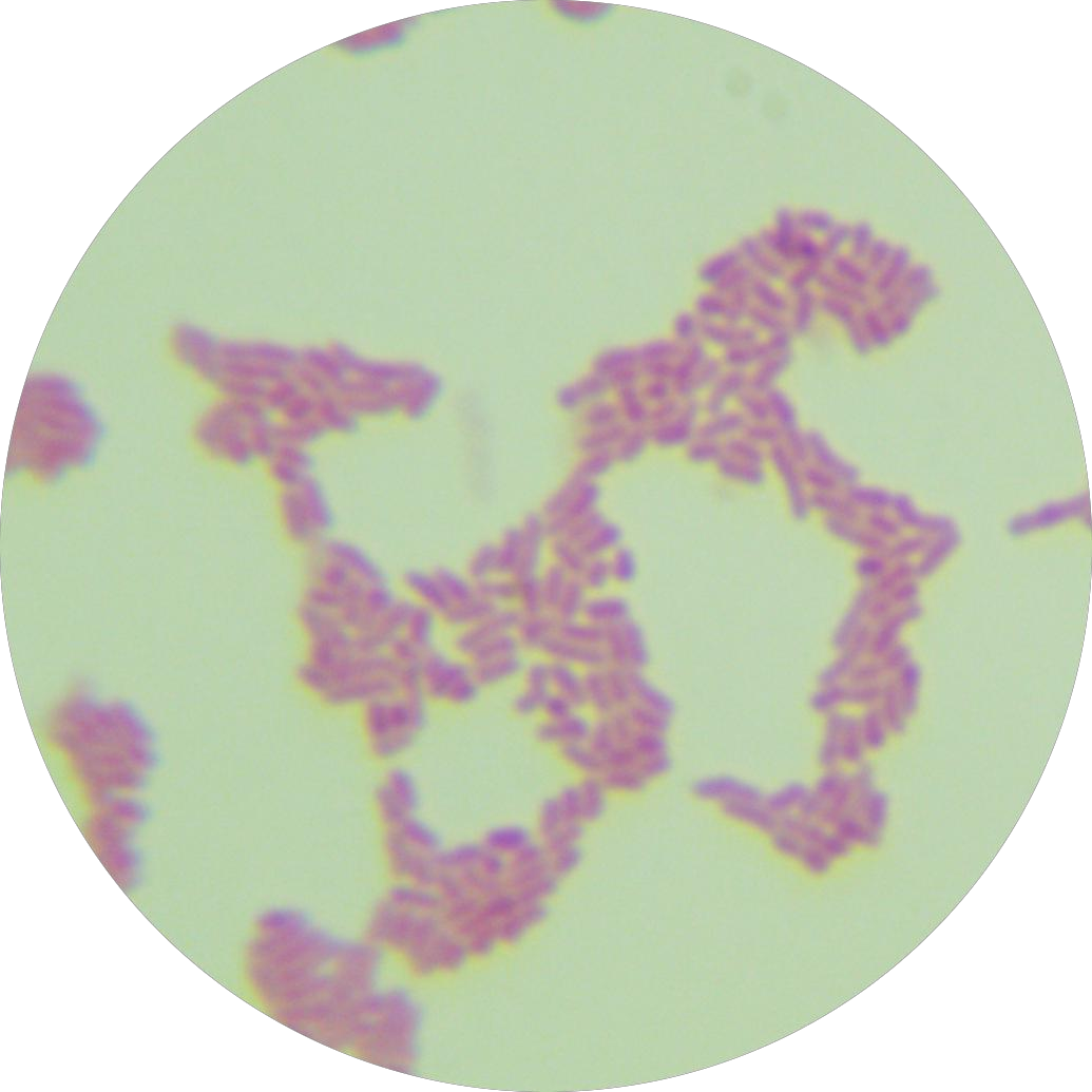 Coccus bacillus-BNCC