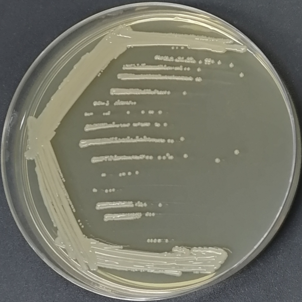 Sulfur-reducing Bacillus-BNCC