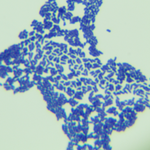 Sulfur-reducing Bacillus-BNCC