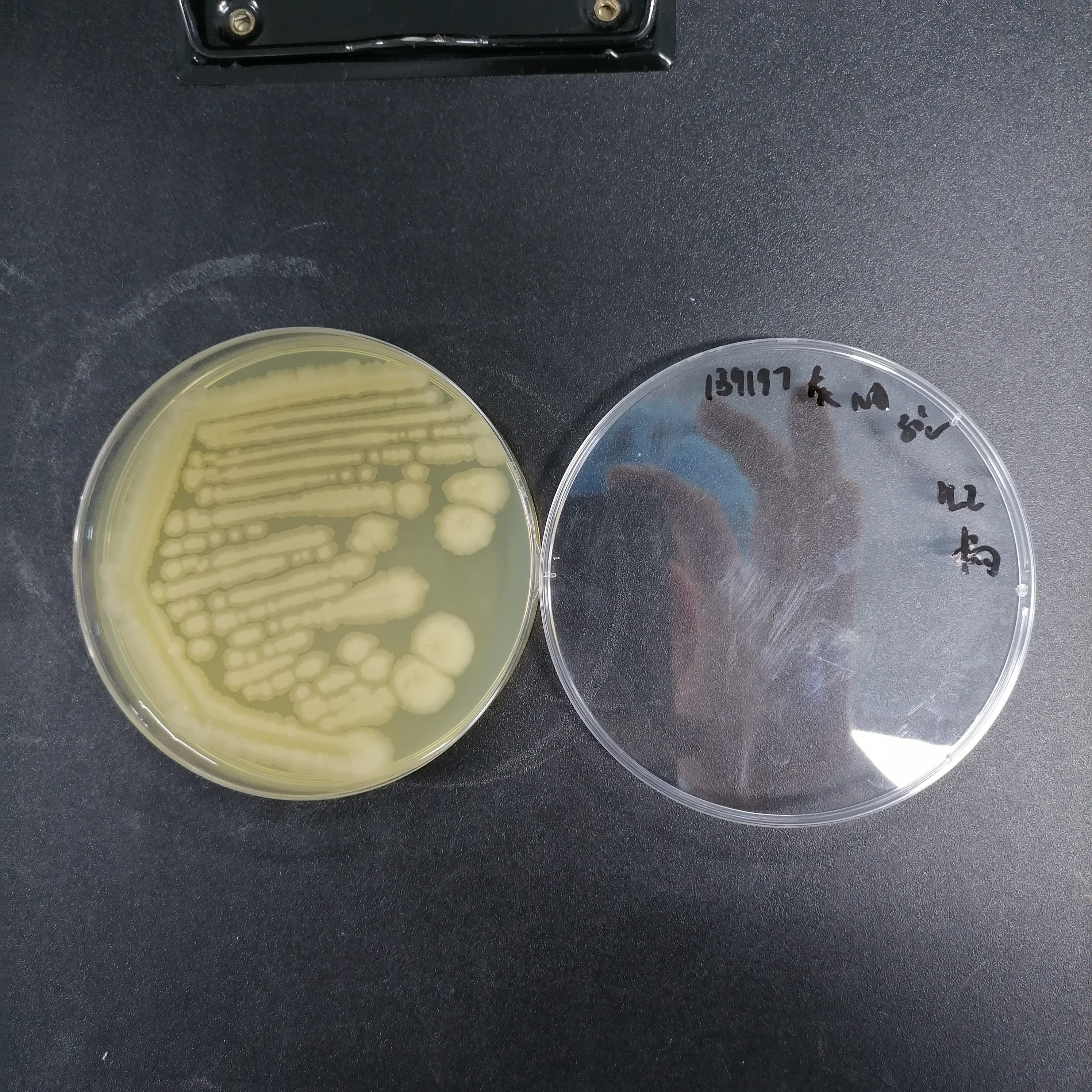 Bacillus tequilae-BNCC