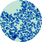 Bacillus iodiformis-BNCC