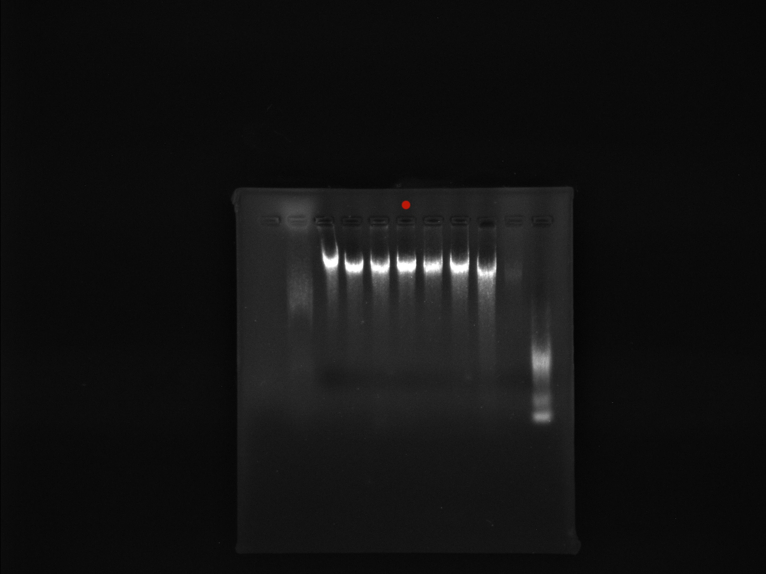 Coccobacillus-BNCC