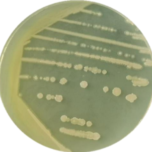 Pseudomonas aeruginosa-BNCC