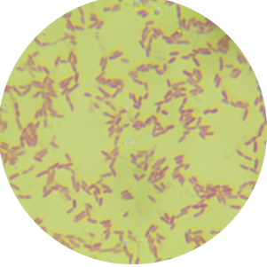 Pseudomonas aeruginosa-BNCC