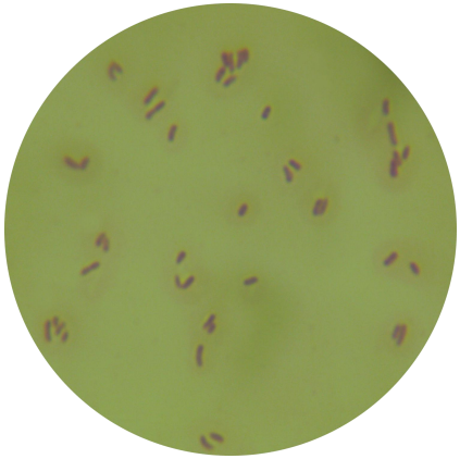 Pseudomonas aeruginosa-BNCC