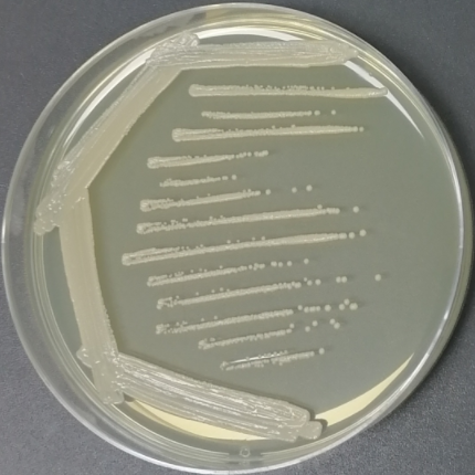 Bacillus baideni-BNCC
