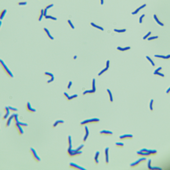 Bacillus baideni-BNCC