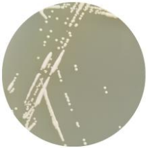 Brewing yeast-BNCC
