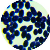 Brewing yeast-BNCC