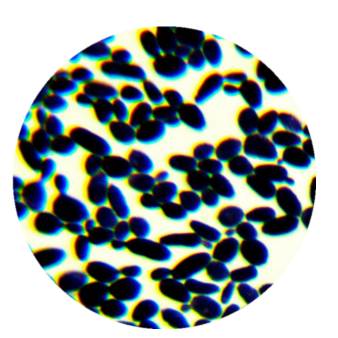 Maltose Candida-BNCC