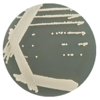 Maltose Candida-BNCC