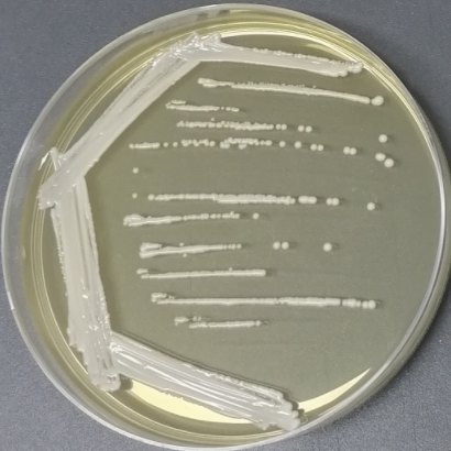 Single spore Kazakhstan yeast-BNCC