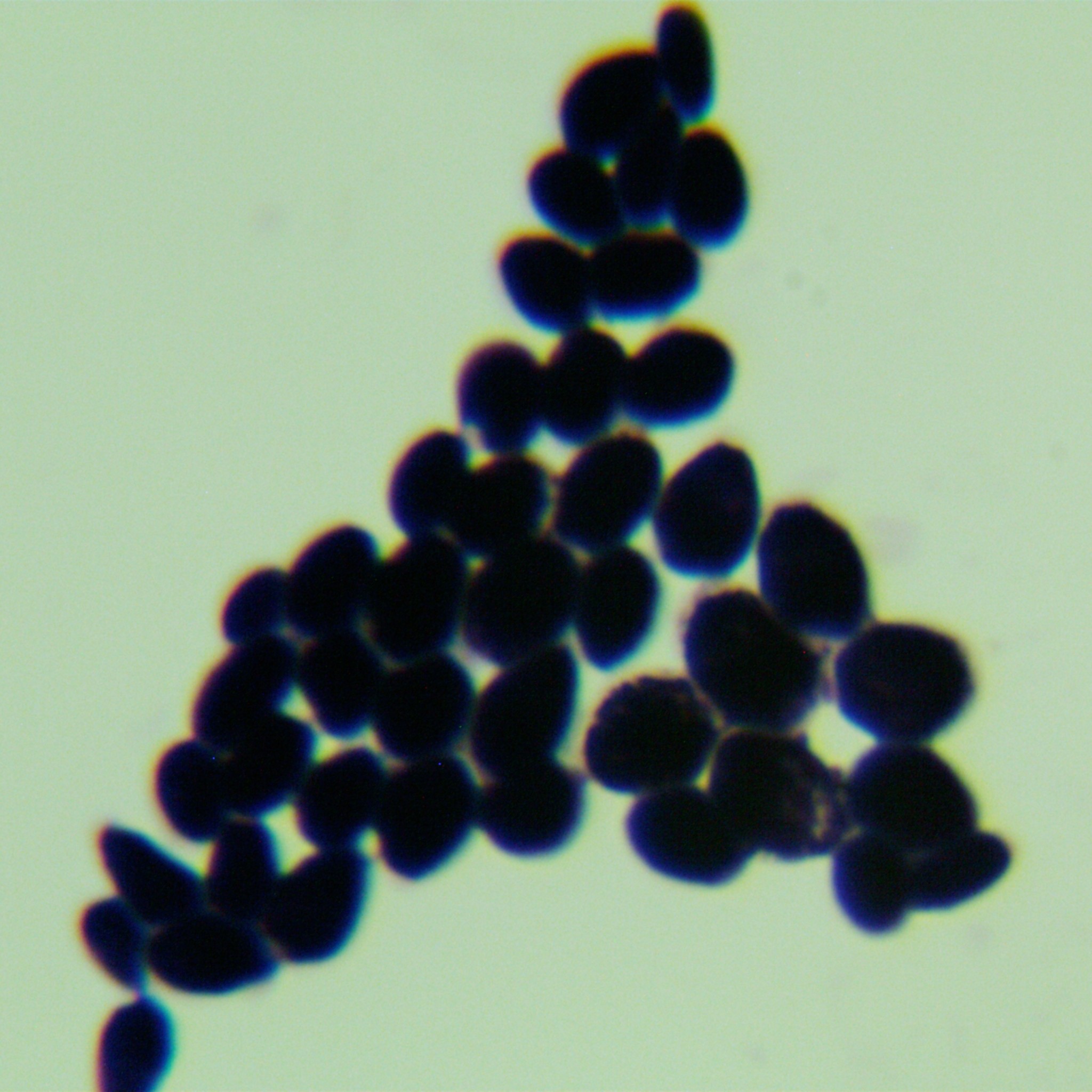 Pasteur Yeast-BNCC