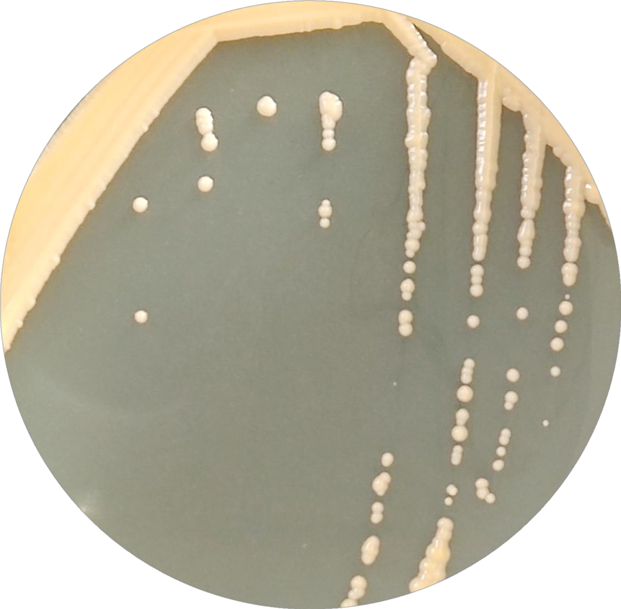 White Breton yeast-BNCC