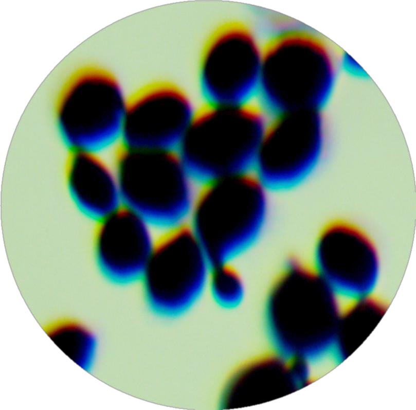 White Breton yeast-BNCC