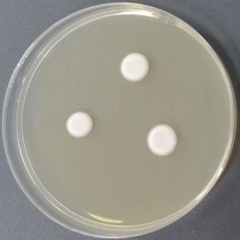 Aspergillus niger-BNCC