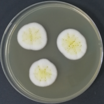 Aspergillus niger-BNCC