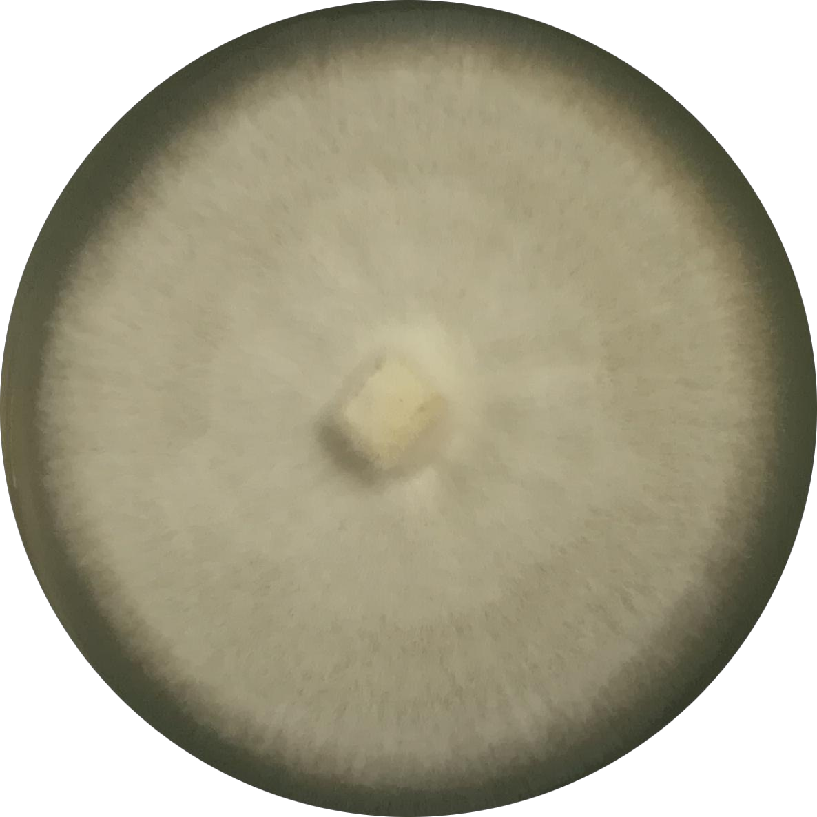 Aspergillus flavus-BNCC