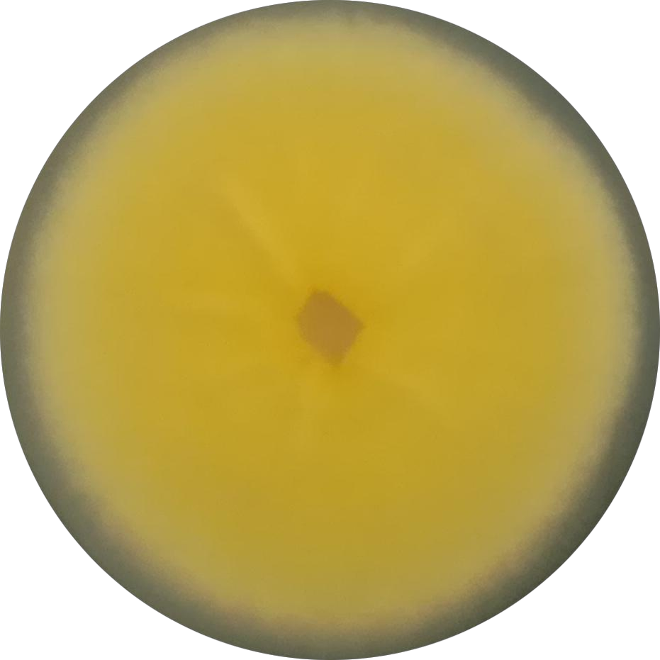 Aspergillus flavus-BNCC