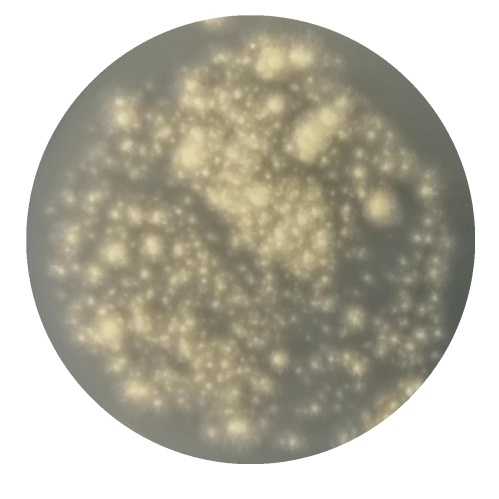 Aspergillus figus-BNCC