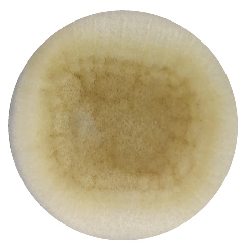 Aspergillus figus-BNCC