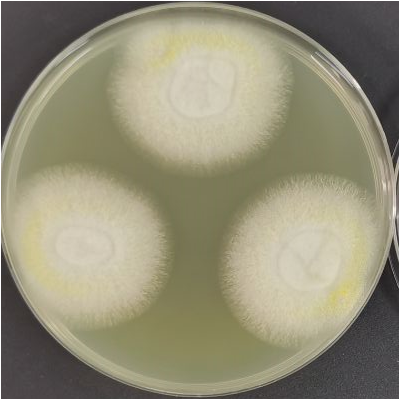 Aspergillus-BNCC