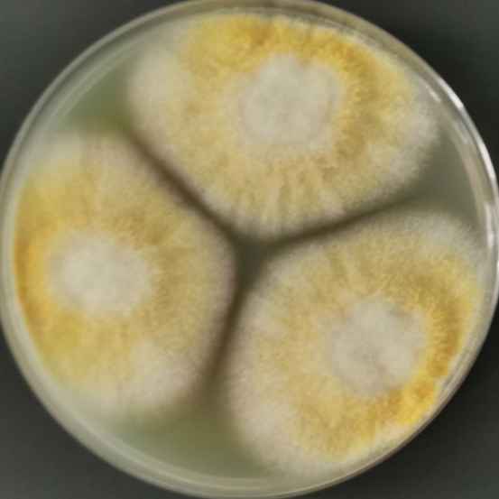 Aspergillus-BNCC