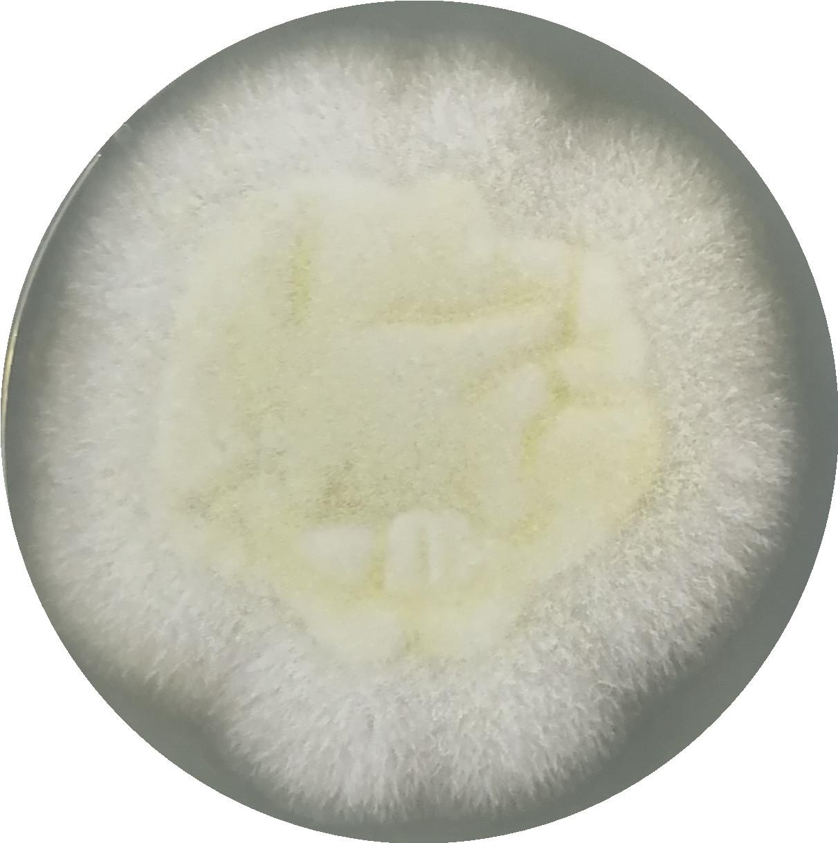 Aspergillus flavus-BNCC
