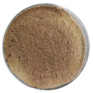 Aspergillus niger-BNCC