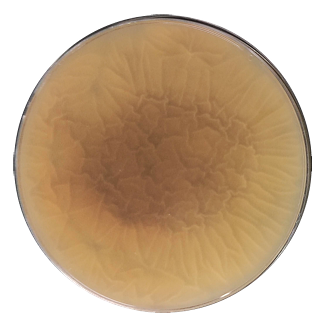 Aspergillus niger-BNCC