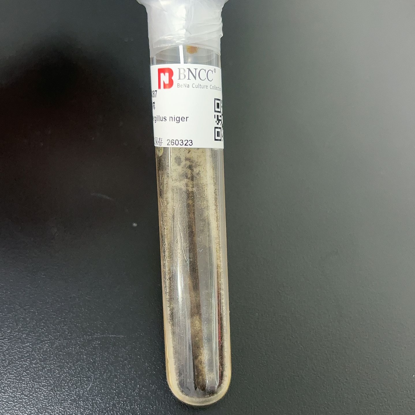 Aspergillus niger-BNCC