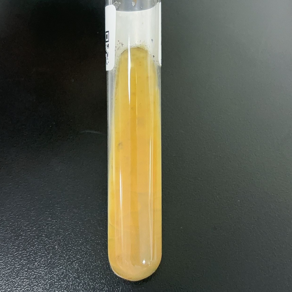 Aspergillus niger-BNCC